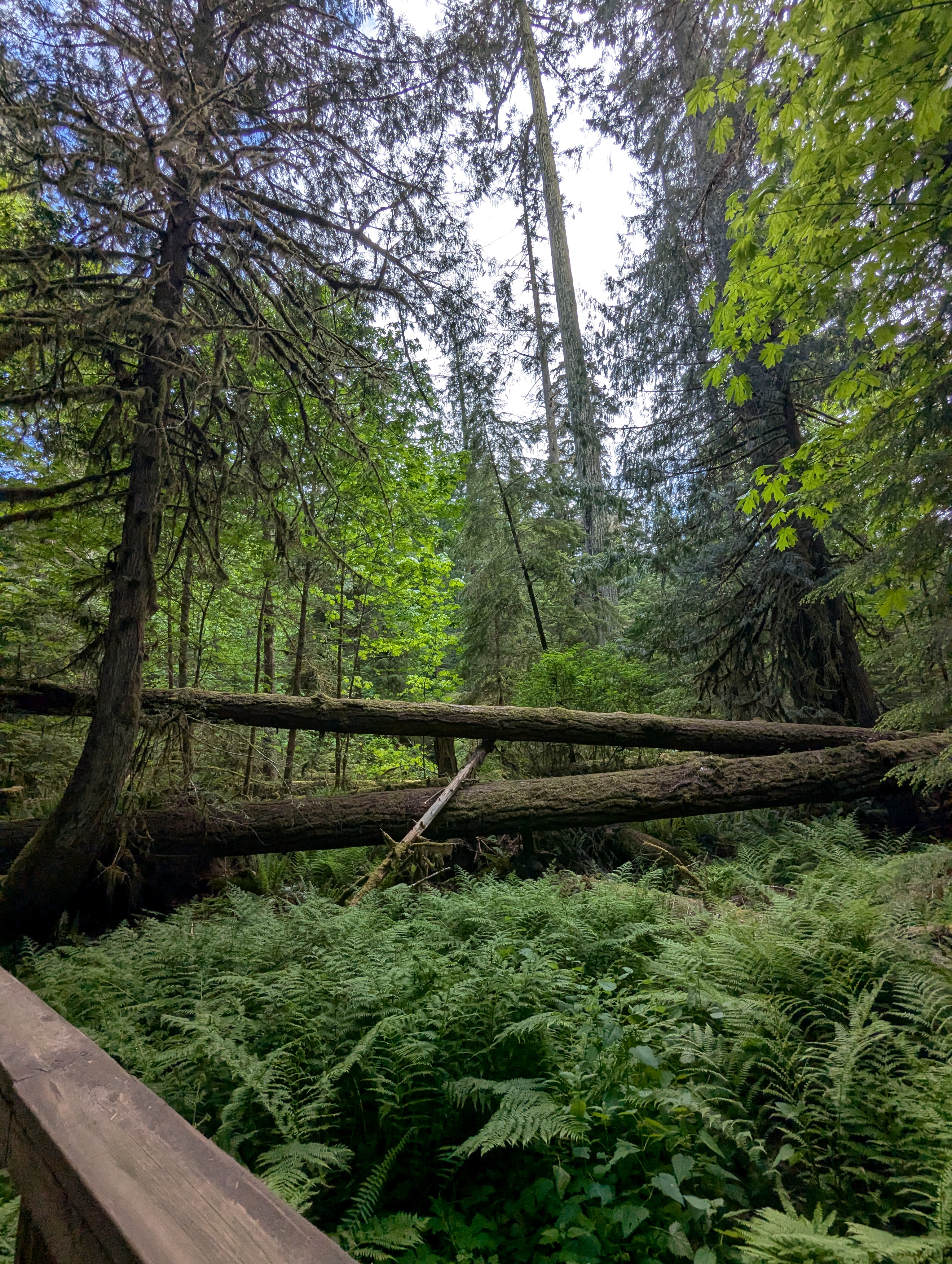 Birthday Trip to Canada, Cathedral Grove, Vancouver Island
